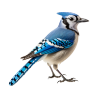 a blue jay isolated on transparent background png