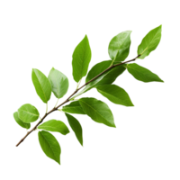 a branch with leaves isolated on transparent background png