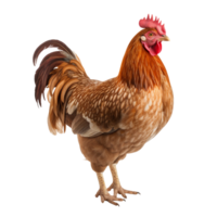 une poulet isolé sur transparent Contexte png