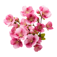 A Beautiful pink wax flower isolated on transparent background png