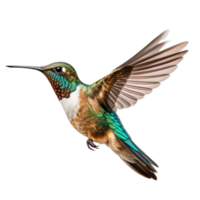 ein charmant schweben Kolibri isoliert auf transparent Hintergrund png