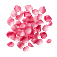 a falling pink rose petals isolated on transparent background png