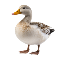A duck isolated on transparent background png