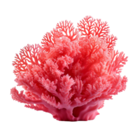 a color coral isolated on transparent background png