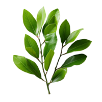 a laurel plant green leaves isolated on transparent background png