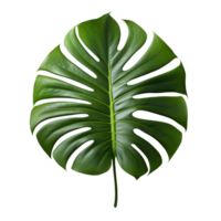 A green monstera tropical leave isolated on transparent background png