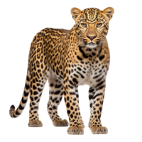 A Leopard isolated on transparent background png