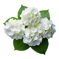 een hortensia struik geïsoleerd Aan transparant achtergrond png