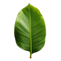 a green tropical banana palm leaf isolated on transparent background png