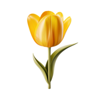 A yellow tulip flower isolated on transparent background png