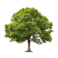 ein Baum isoliert auf transparent Hintergrund png