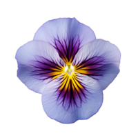 A single piece of pansy top view isolated on transparent background png