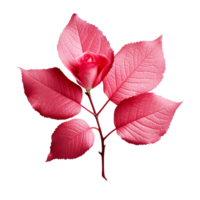 A small rose leaf isolated on transparent background png