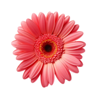 een single stuk van gerbera top visie geïsoleerd Aan transparant achtergrond png