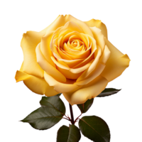 A yellow rose isolated on transparent background png