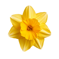 A single daffodil top view isolated on transparent background png