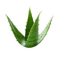 Aloe Vera plant isolated on transparent background png