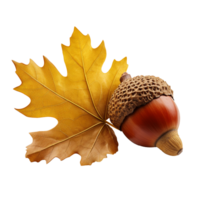 Acorn and oak leave isolated on transparent background png