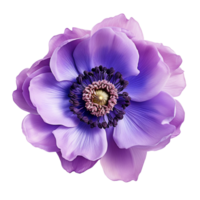 Anemone flower isolated on transparent background png