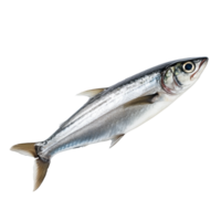 Anchovy isolated on transparent background png