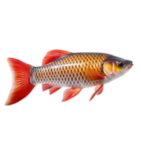 Arowana fish isolated on transparent background png