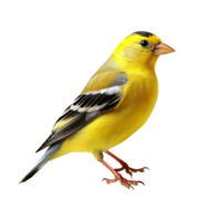 American Goldfinch bird isolated on transparent background png