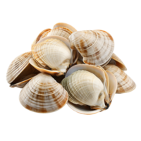 Asari clams isolated on transparent background png