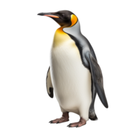 bellissimo pinguino isolato su trasparente sfondo png