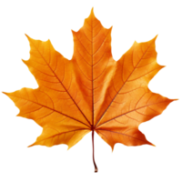 Herbst Orange Ahorn Blatt isoliert auf transparent Hintergrund png