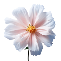 Beautiful glory morning flower isolated on transparent background png