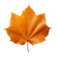 Autumn leaf isolated on transparent background png