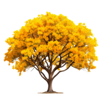 Attractive Yellow Color Tabebuia isolated on transparent background png