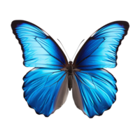 Beautiful blue butterfly isolated on transparent background png