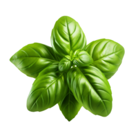 basil isolated on transparent background png