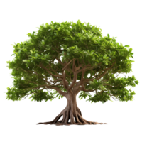 Banyan Tree isolated on transparent background png