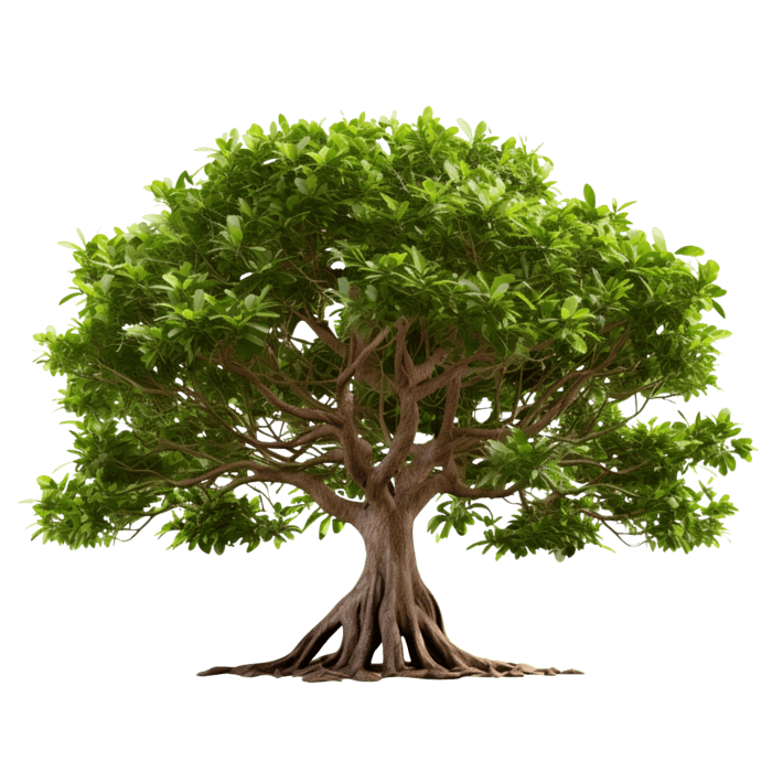 Banyan Tree PNGs for Free Download