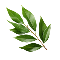 bay leaf isolated on transparent background png