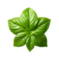 basil leaf isolated on transparent background png