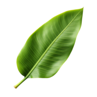 Banana leaf isolated on transparent background png