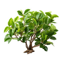 Ayahuasca Plant isolated on transparent background png