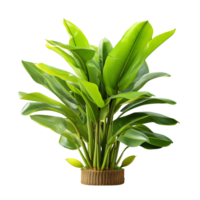 banana tree isolated on transparent background png