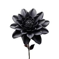 black flower isolated on transparent background png