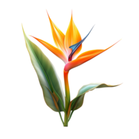 Vogel von Paradies Blume isoliert auf transparent Hintergrund png