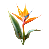 Bird of paradise flower isolated on transparent background png