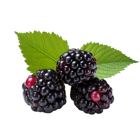 blackberrie isolated on transparent background png