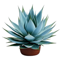 Blue agave plant isolated on transparent background png