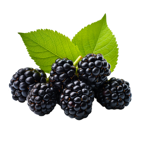 Blackberry isolated on transparent background png
