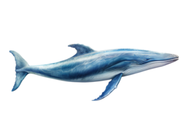 Blue whale isolated on transparent background png