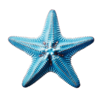 blue starfish isolated on transparent background png