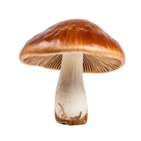 Boletus mushroom isolated on transparent background png